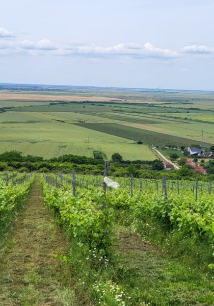 The Daiconi Wine Cellar