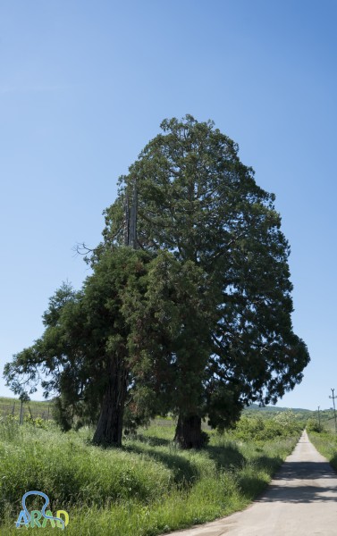 The Sequoia Tree