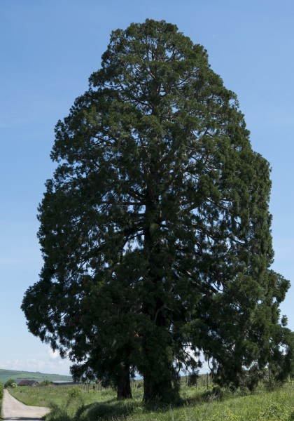 The Sequoia Tree