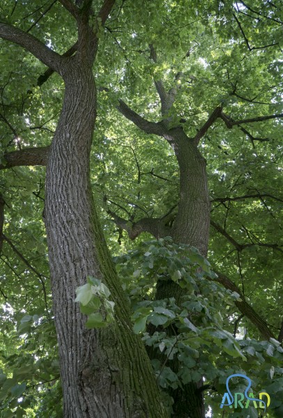 Parcul dendrologic din Ineu