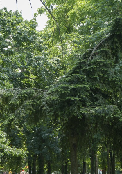 The dendrological park of Ineu