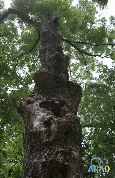 The dendrological park of Ineu