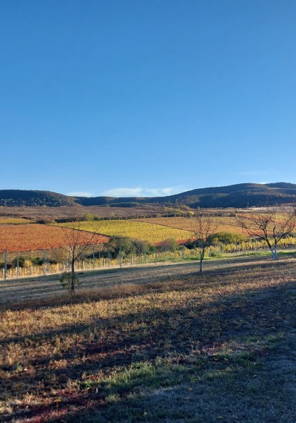Elite Wine Winekeller