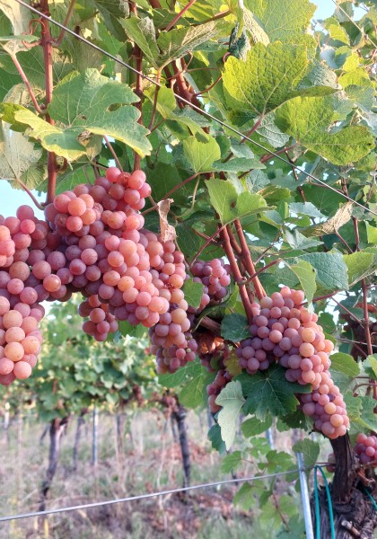 Elite Wine Winekeller