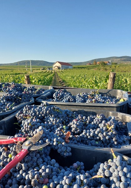 Elite Wine Winekeller