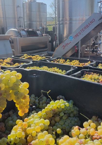 Elite Wine Winekeller