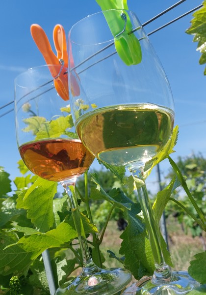 Elite Wine Winekeller