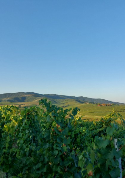 Elite Wine Winekeller