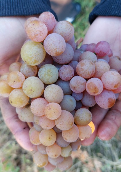 Elite Wine Winekeller
