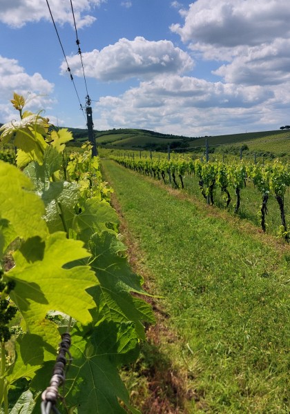 Elite Wine Winekeller